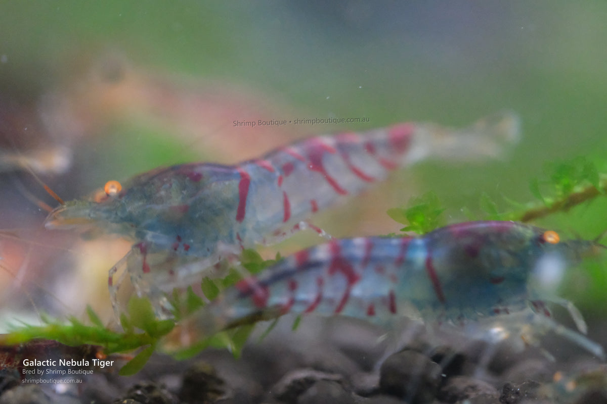 Galactic Nebula Tiger shrimp