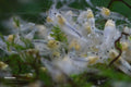 Ghost Bee