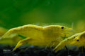 Golden Back shrimp