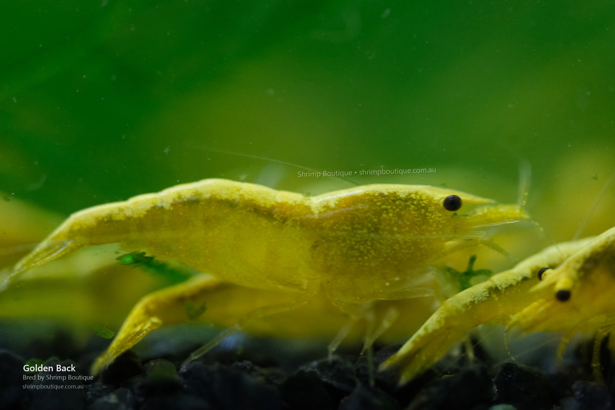 Golden Back shrimp