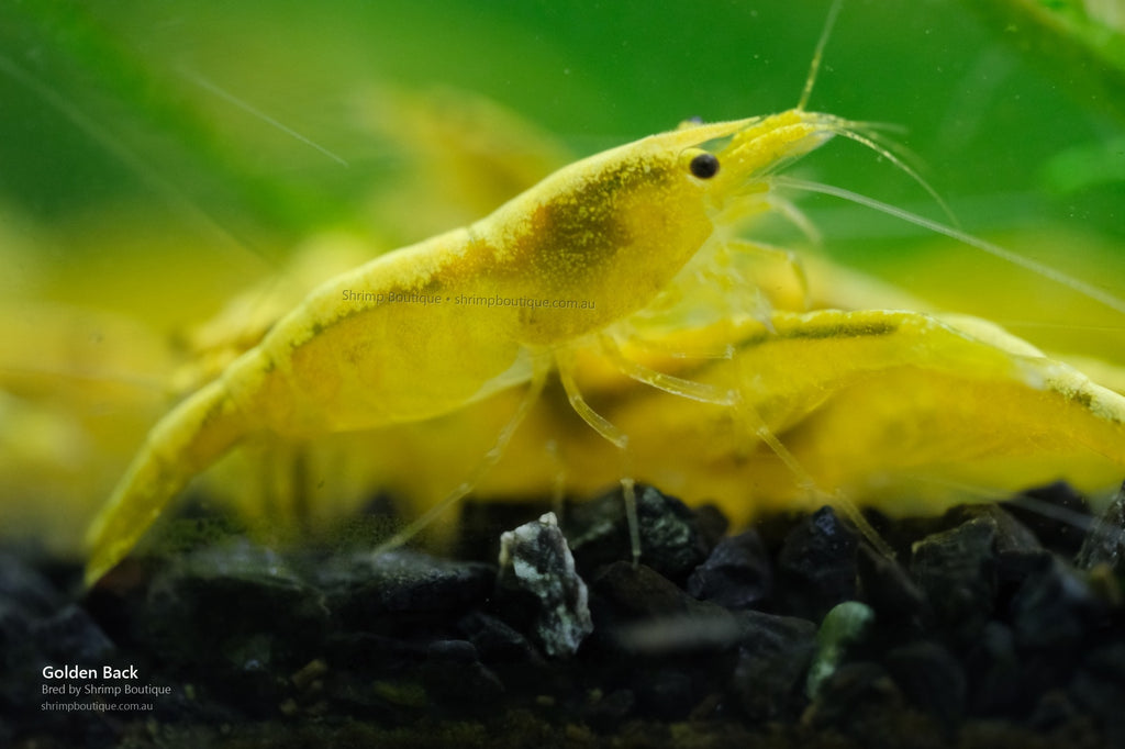 Golden Back shrimp