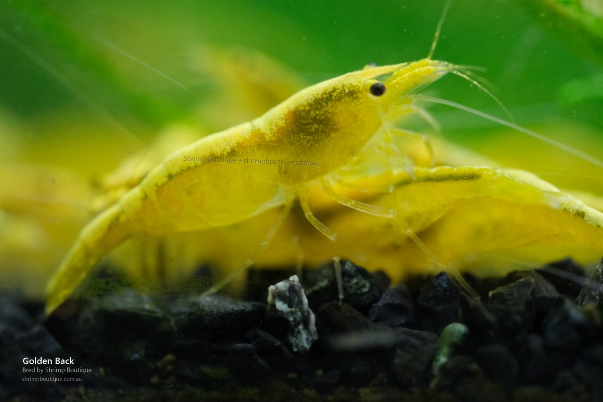 Golden Back shrimp