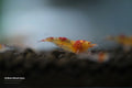 Hollow Ghost Eyes shrimp - bred by Shrimp Boutique