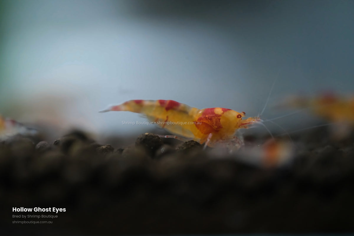 Hollow Ghost Eyes shrimp - bred by Shrimp Boutique