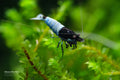 Mosura Blue Bolt shrimp - bred by Shrimp Boutique