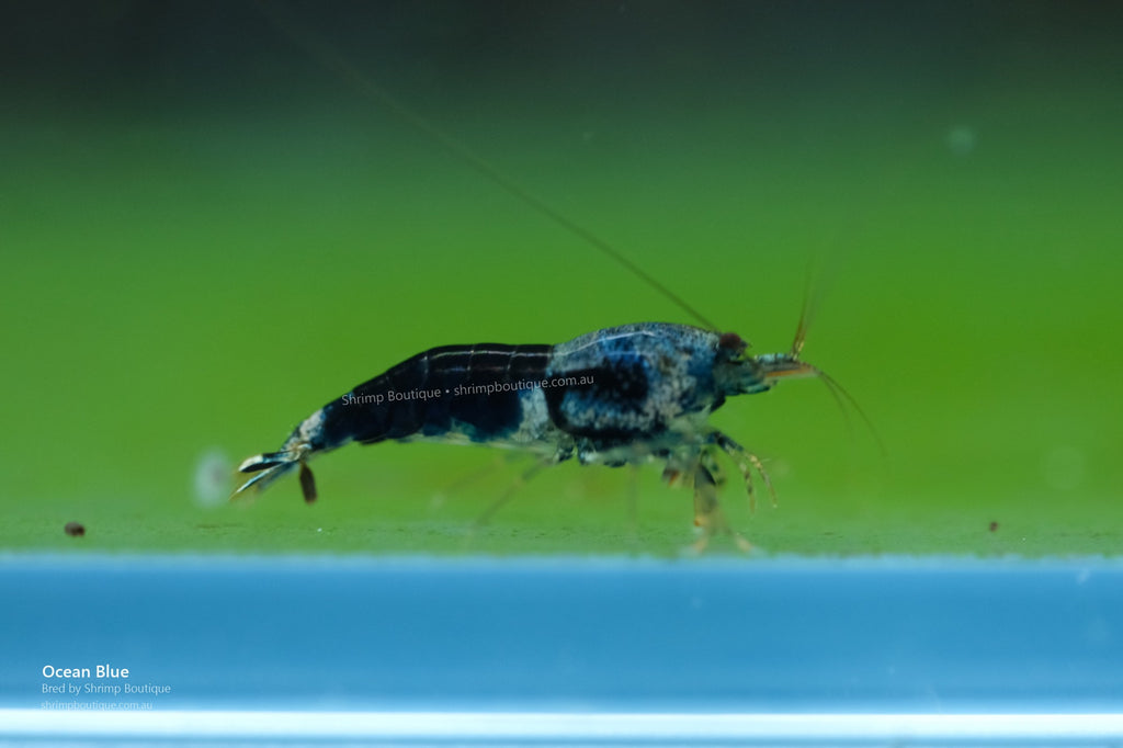Ocean Blue shrimp