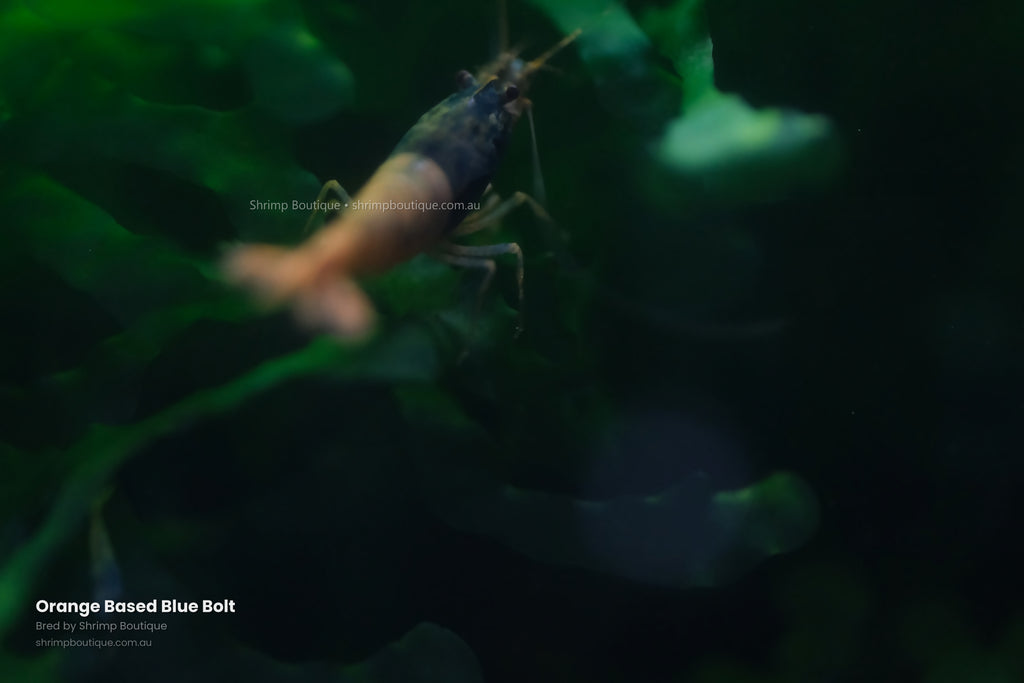 Orange Based Blue Bolt shrimp - bred by Shrimp Boutique