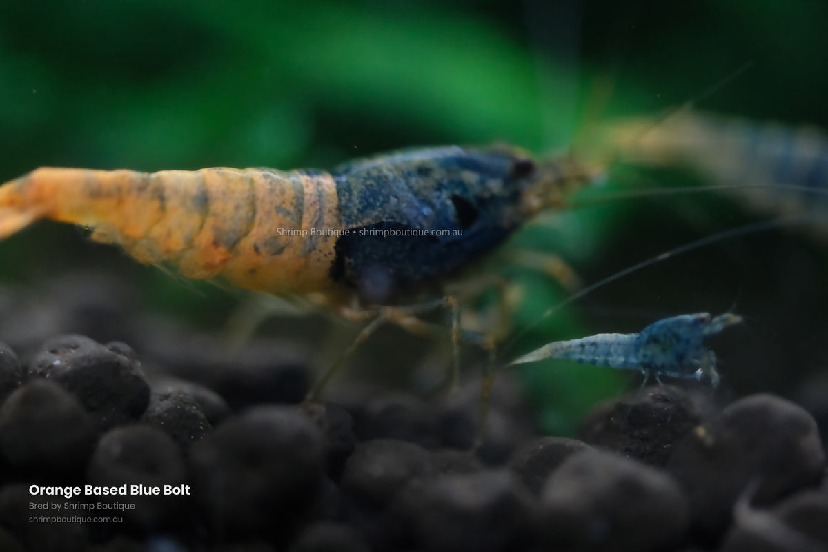 Orange Based Blue Bolt shrimp - bred by Shrimp Boutique