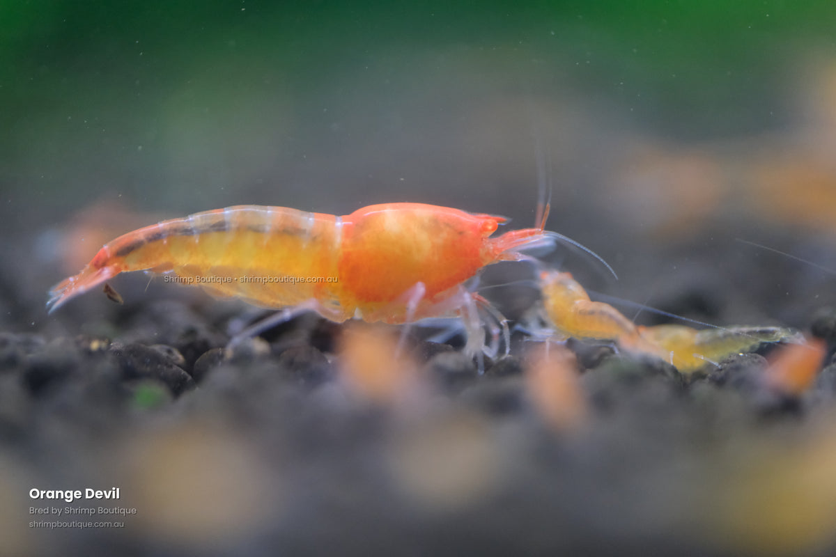 Orange Devil