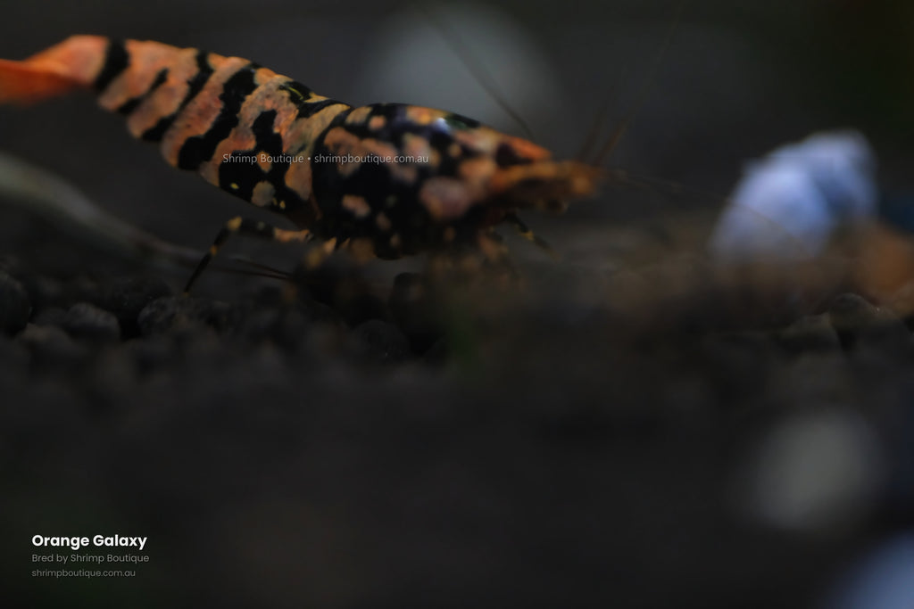 Orange Galaxy shrimp - bred by Shrimp Boutique