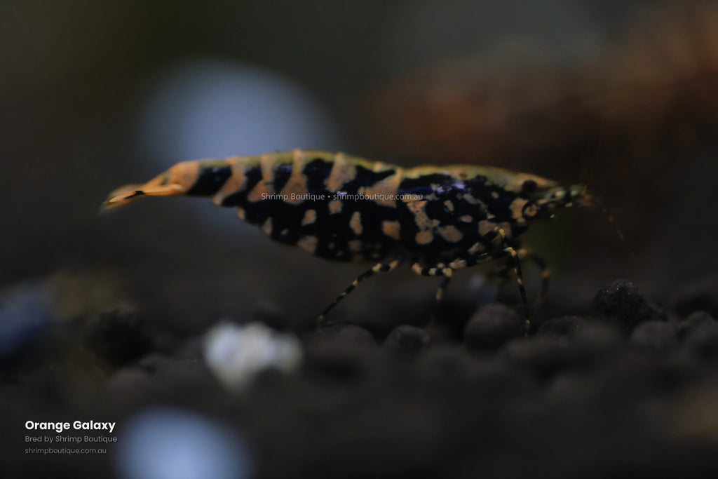 Orange Galaxy shrimp - bred by Shrimp Boutique
