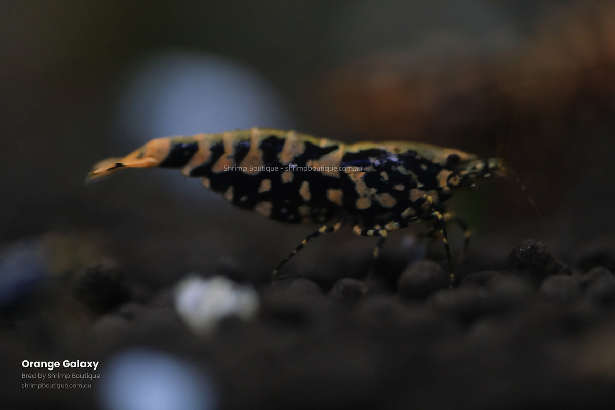 Orange Galaxy shrimp - bred by Shrimp Boutique