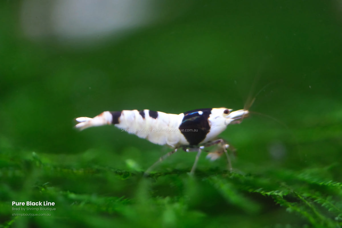 Pure Black Line shrimp - bred by Shrimp Boutique