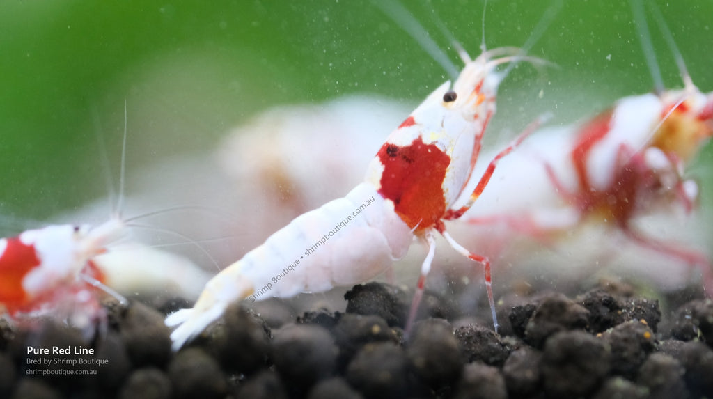 Pure Red Line shrimp - bred by Shrimp Boutique