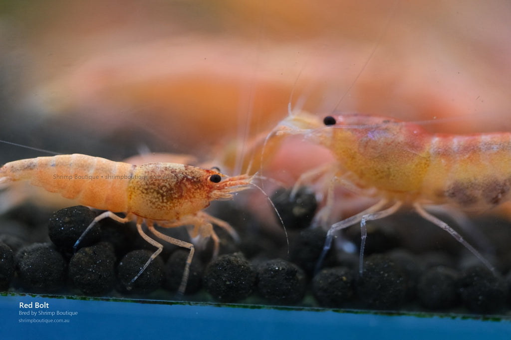 Red Bolt shrimp - bred by Shrimp Boutique
