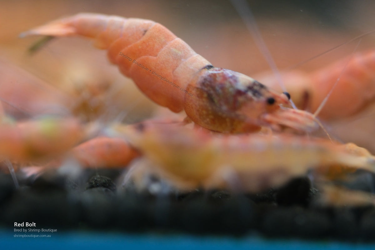 Red Bolt shrimp - bred by Shrimp Boutique
