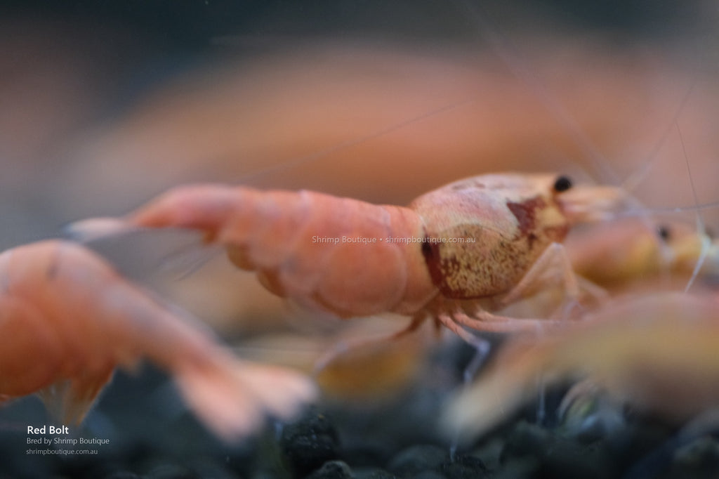 Red Bolt shrimp - bred by Shrimp Boutique