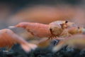 Red Bolt shrimp - bred by Shrimp Boutique