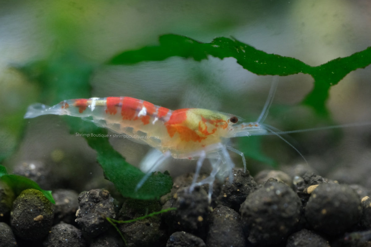 Red Calceo shrimp