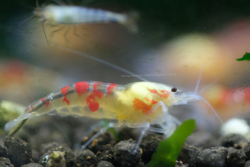 Red Calceo shrimp