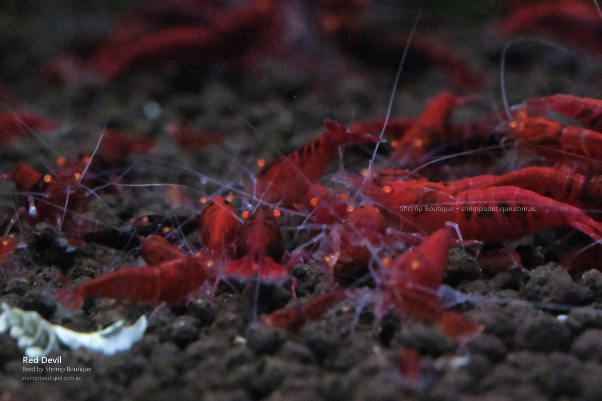 Red Devil shrimp - bred by Shrimp Boutique