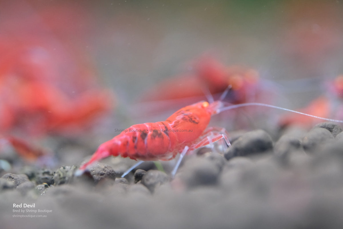 Red Devil shrimp - bred by Shrimp Boutique