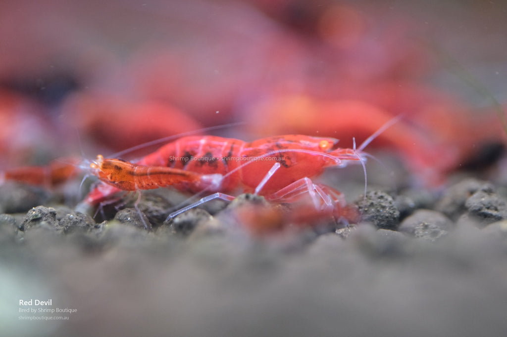 Red Devil shrimp - bred by Shrimp Boutique