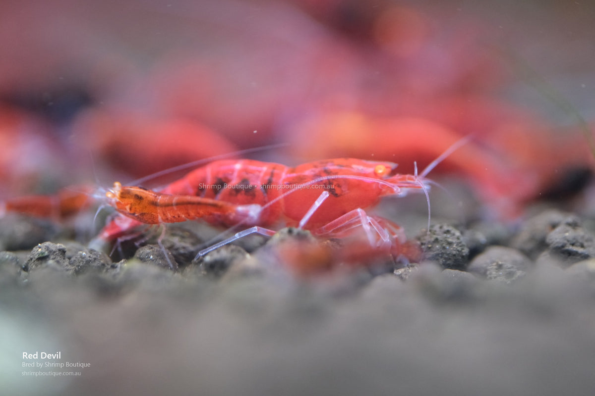 Red Devil shrimp - bred by Shrimp Boutique