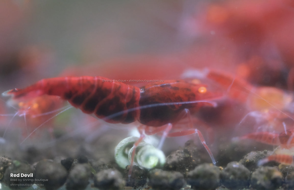 Red Devil
