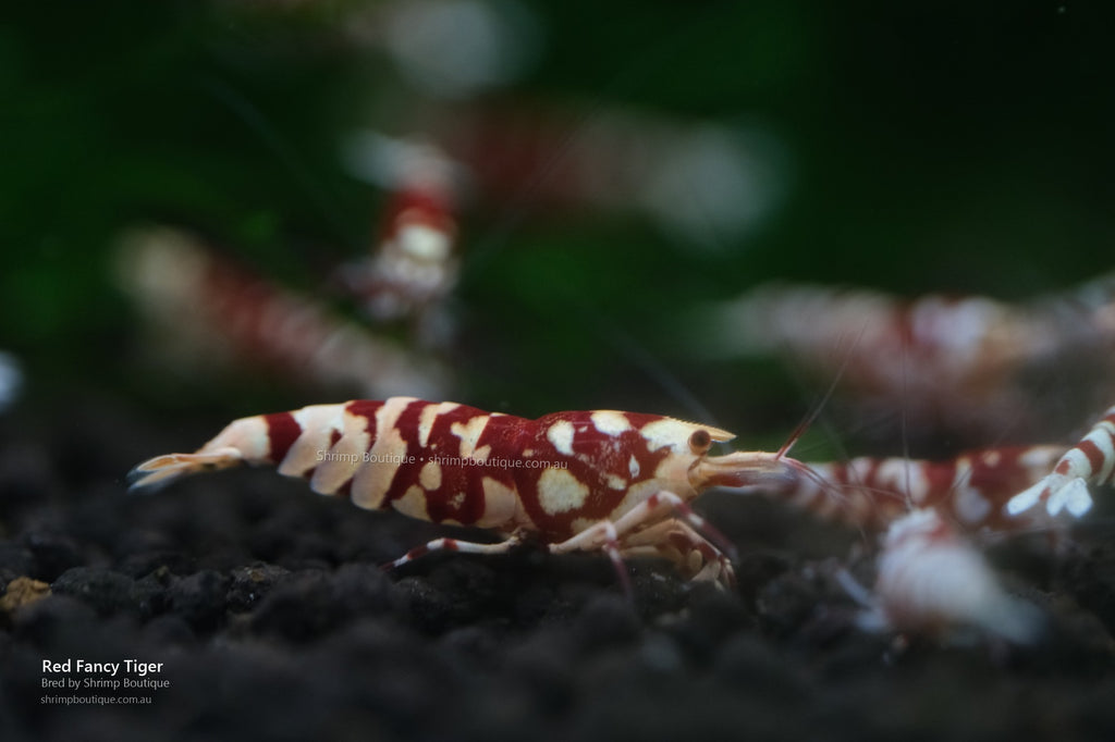 Red Fancy Tiger shrimp