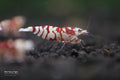 Red Fancy Tiger shrimp - bred by Shrimp Boutique