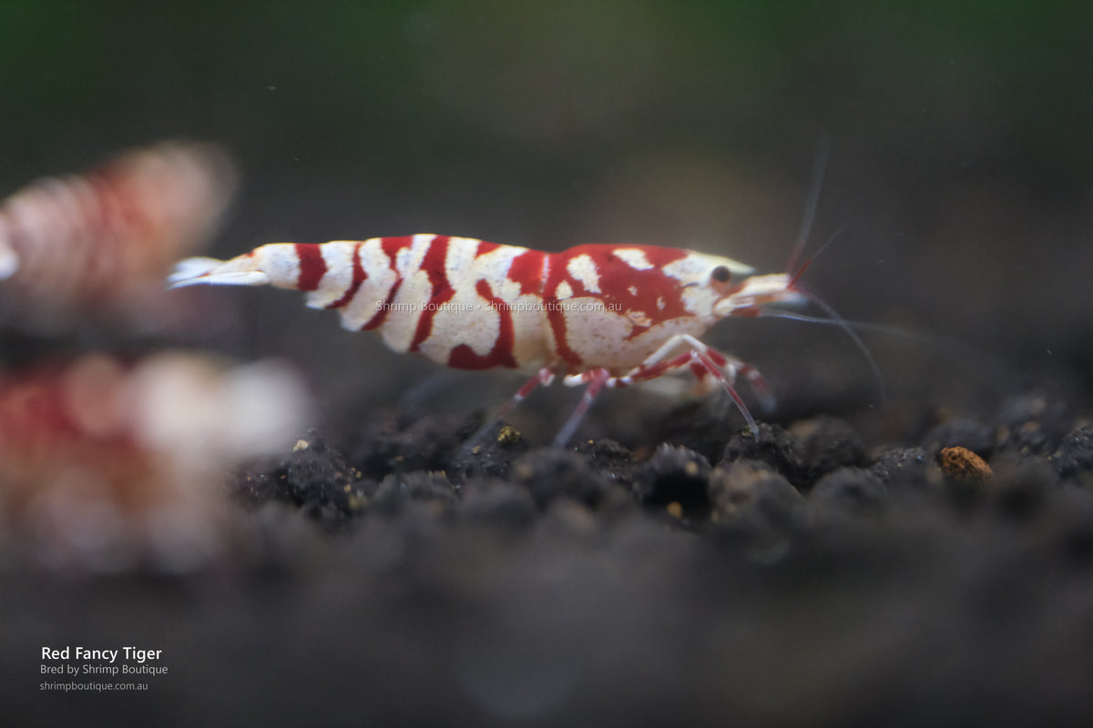 Red Fancy Tiger shrimp - bred by Shrimp Boutique