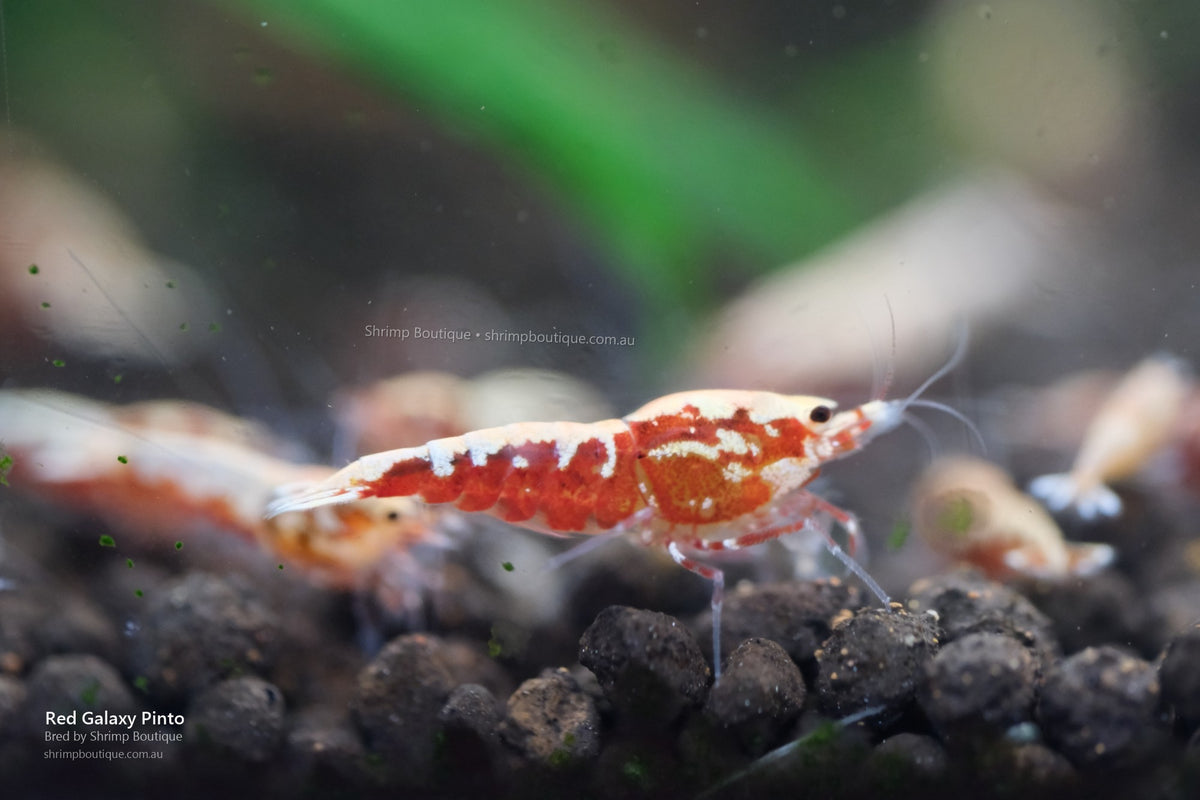 Red Galaxy Pinto shrimp
