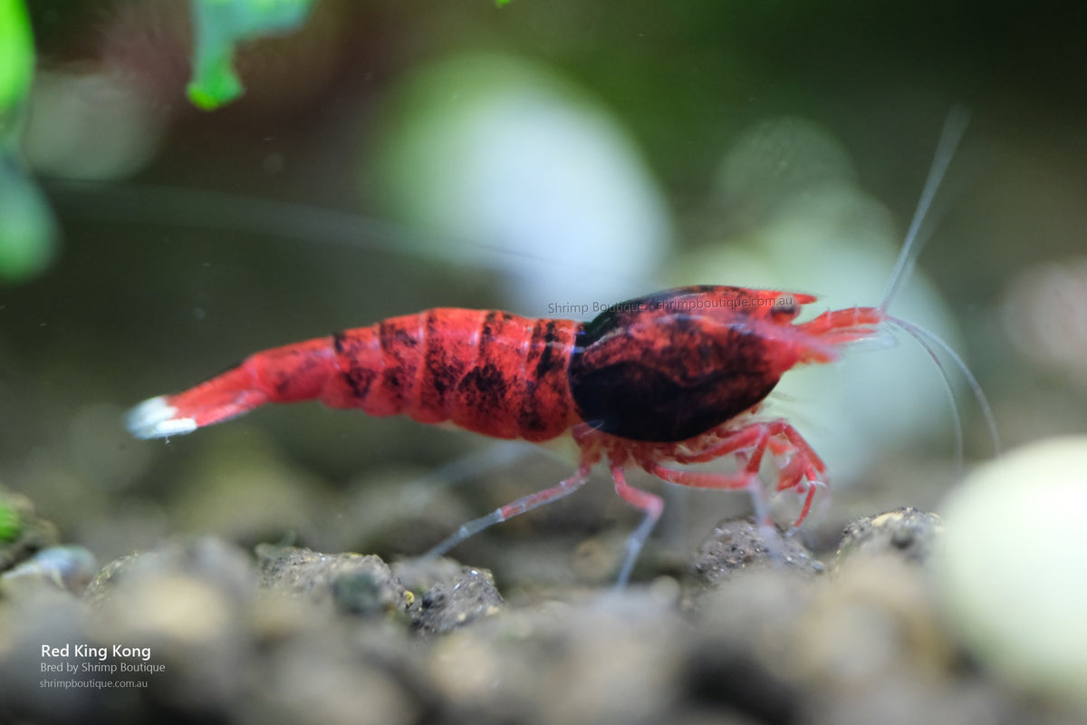 Red King Kong shrimp