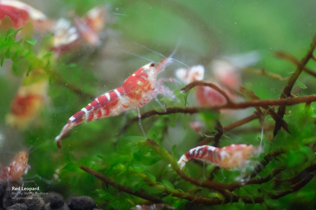 Red Leopard shrimp - bred by Shrimp Boutique