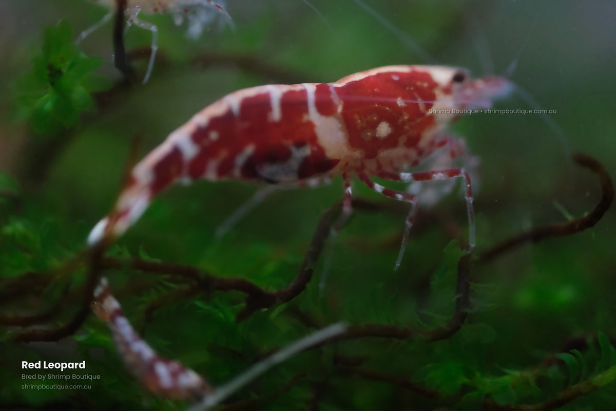 Red Leopard