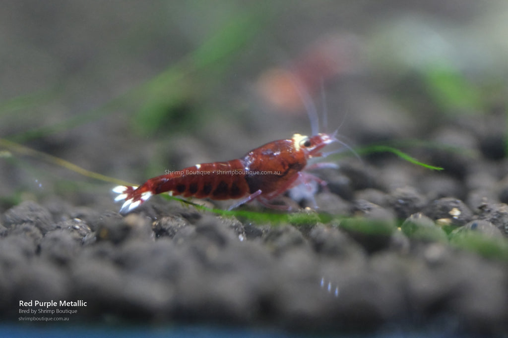 Red Purple Metallic shrimp