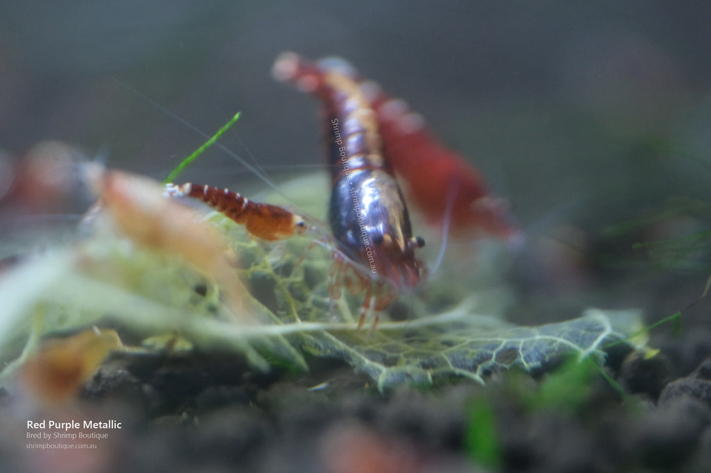Red Purple Metallic shrimp