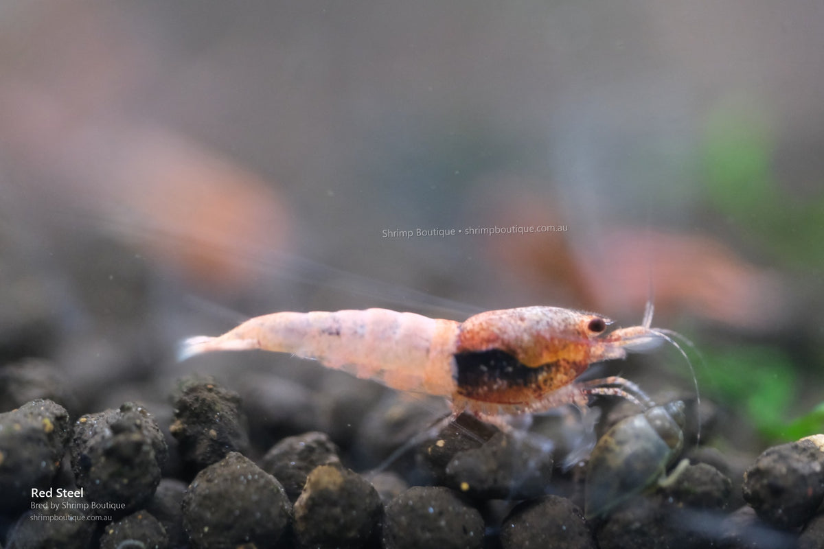 Red Steel shrimp