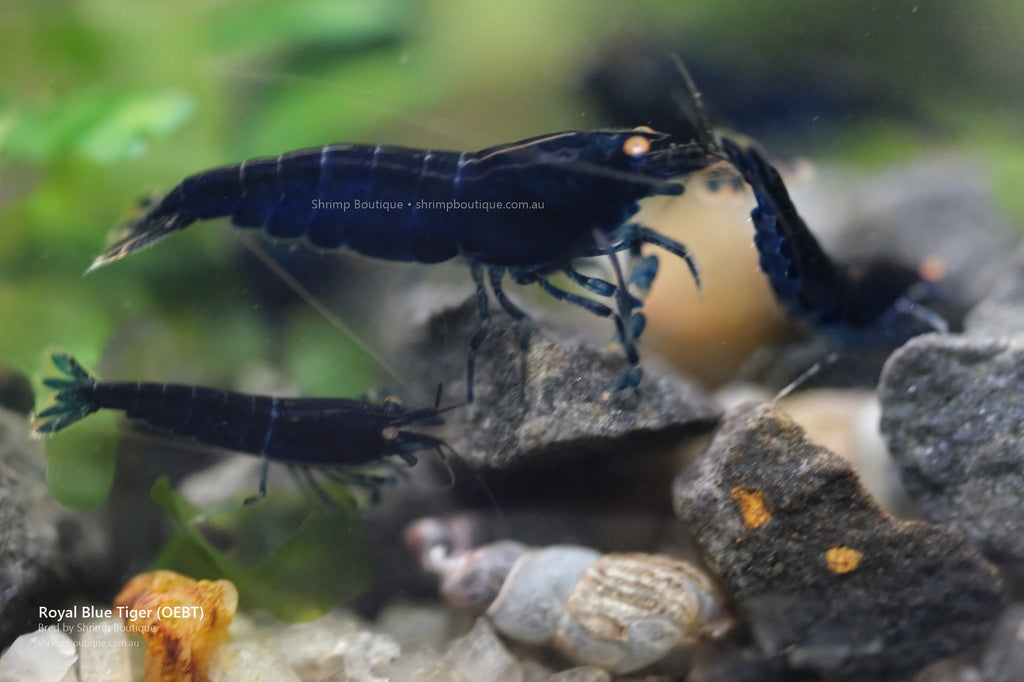 Royal Blue Tiger (OEBT) shrimp - bred by Shrimp Boutique
