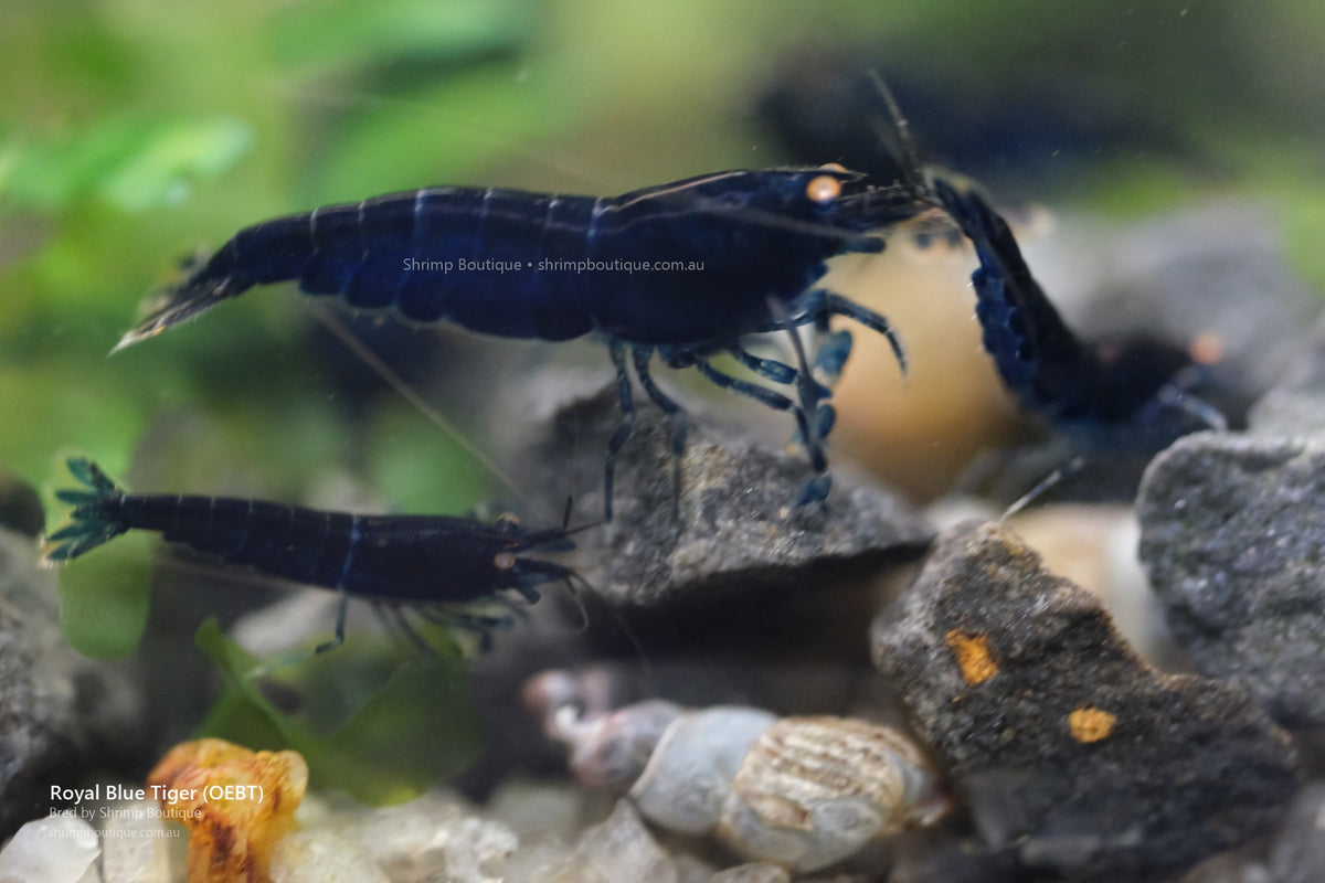 Royal Blue Tiger (OEBT) shrimp - bred by Shrimp Boutique