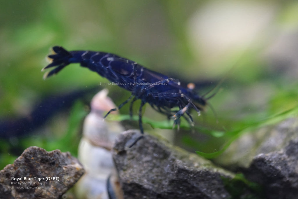 Royal Blue Tiger (OEBT) shrimp - bred by Shrimp Boutique