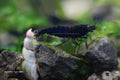 Royal Blue Tiger (OEBT) shrimp - bred by Shrimp Boutique