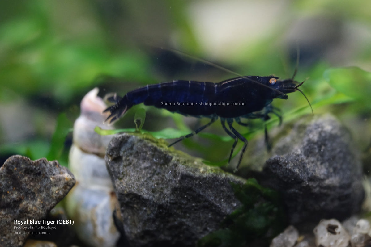 Royal Blue Tiger (OEBT) shrimp - bred by Shrimp Boutique