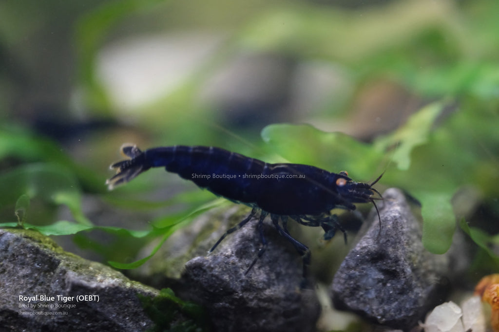 Royal Blue Tiger (OEBT) shrimp - bred by Shrimp Boutique