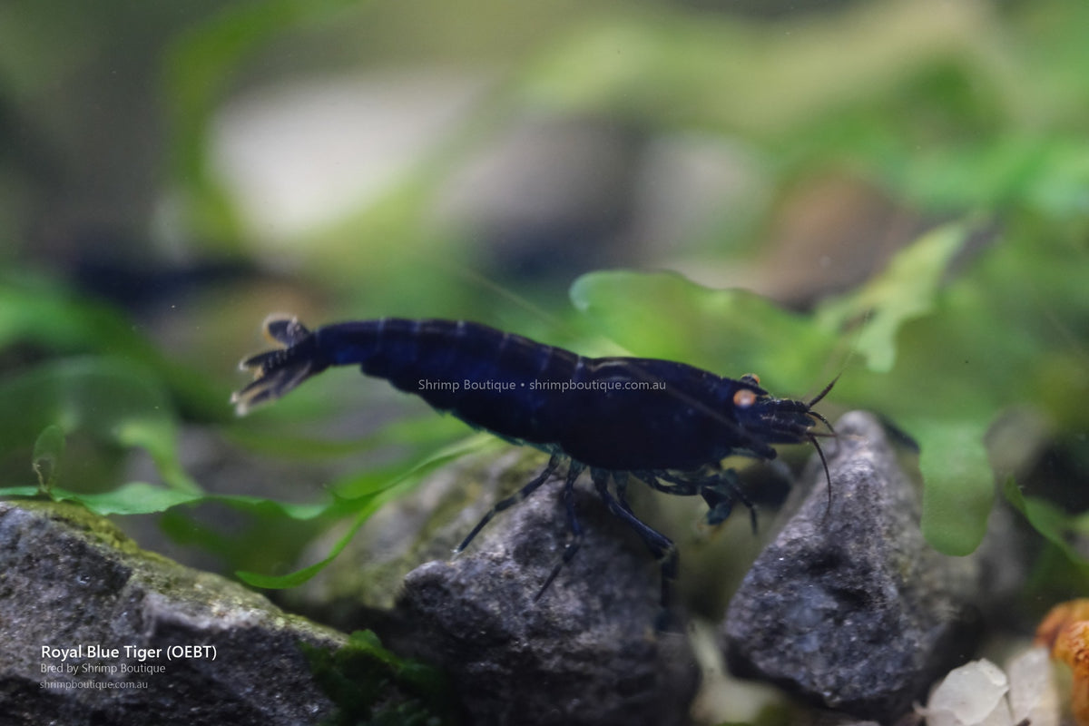 Royal Blue Tiger (OEBT) shrimp - bred by Shrimp Boutique