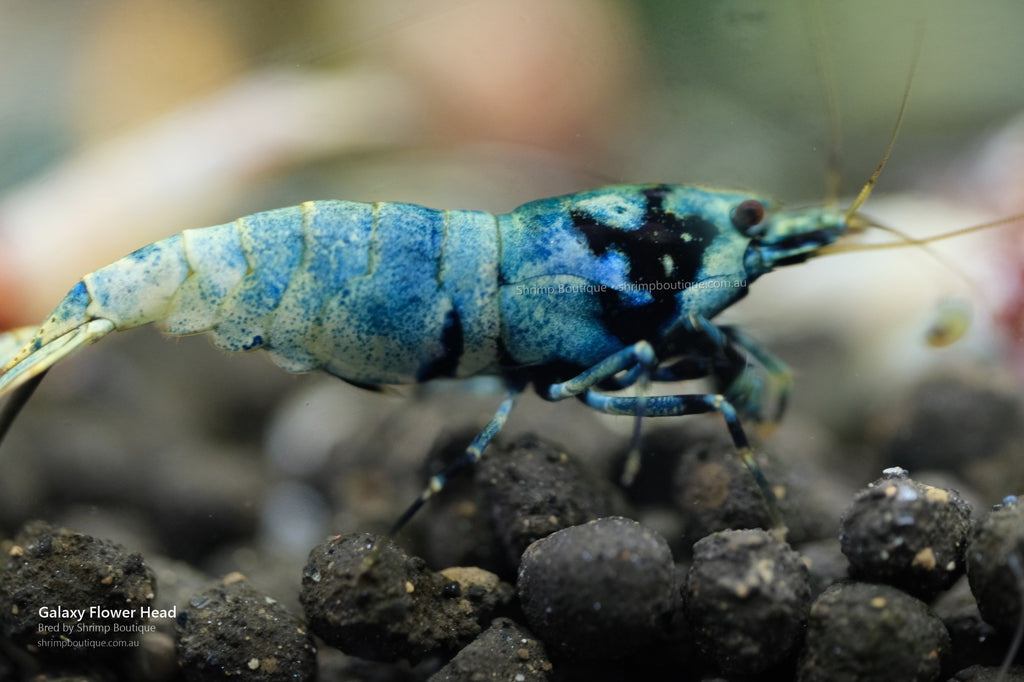 Galaxy Flower Head/Spotted Head shrimp