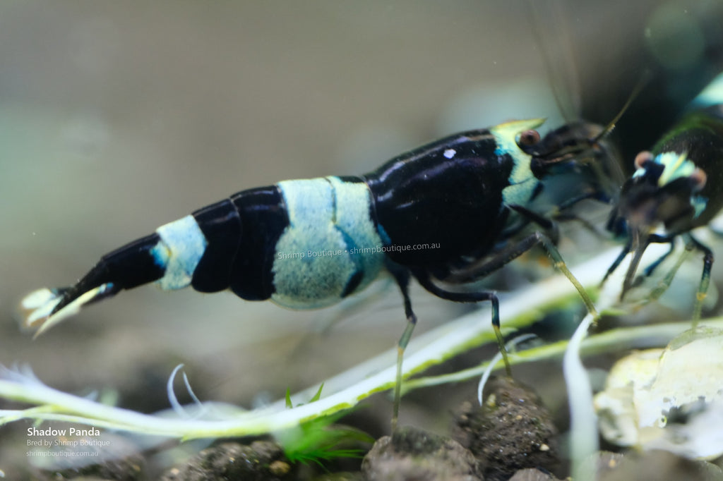 Shadow Panda shrimp