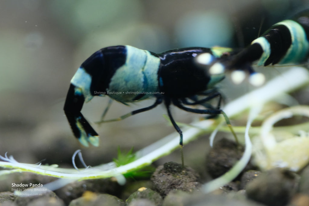 Shadow Panda shrimp