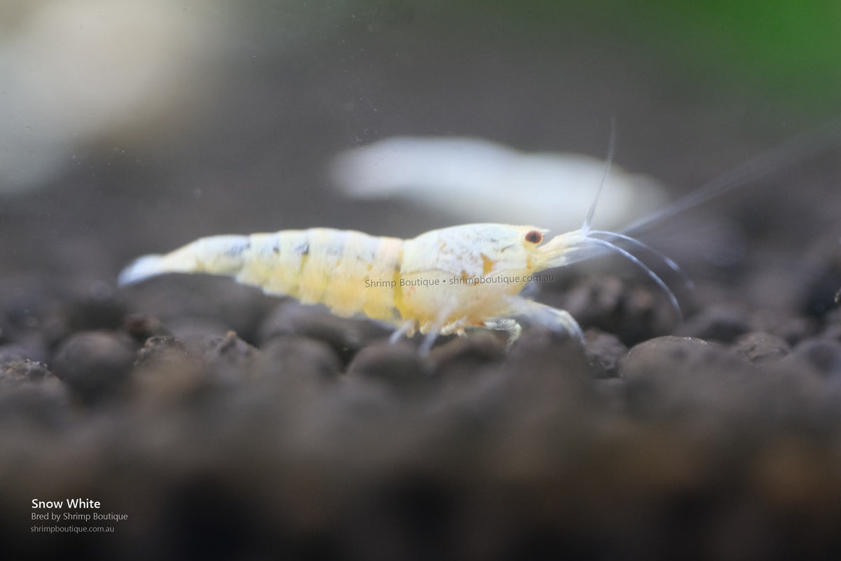 Snow White shrimp
